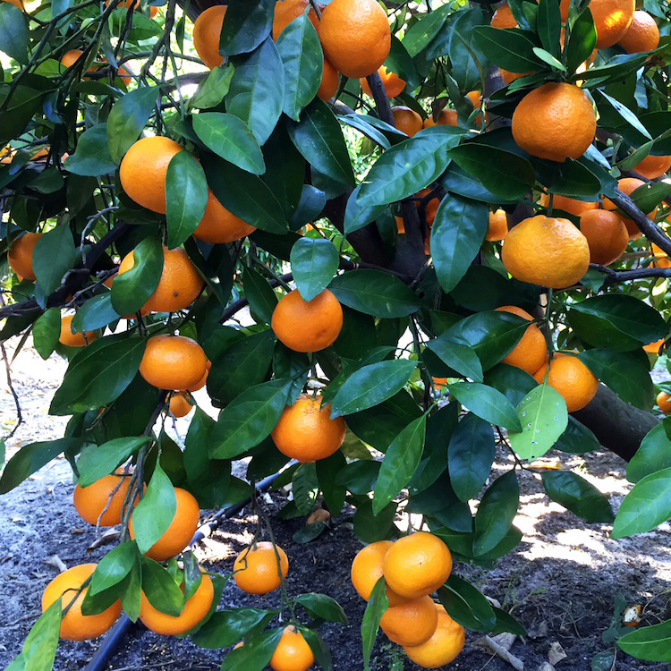 Market ripe for Satsumas but producers told to prepare for greening